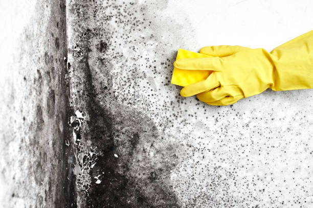 Best Residential Mold Inspection & Testing  in Grizzly Flats, CA